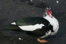 Muscovy Duck, Cwmnanthir Campsite, Banwen